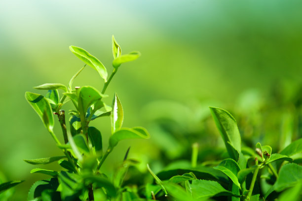 茶园里的绿茶图片下载