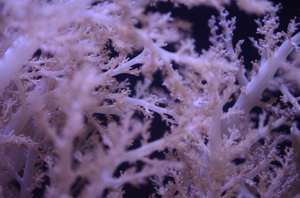 珊瑚紫色图片下载