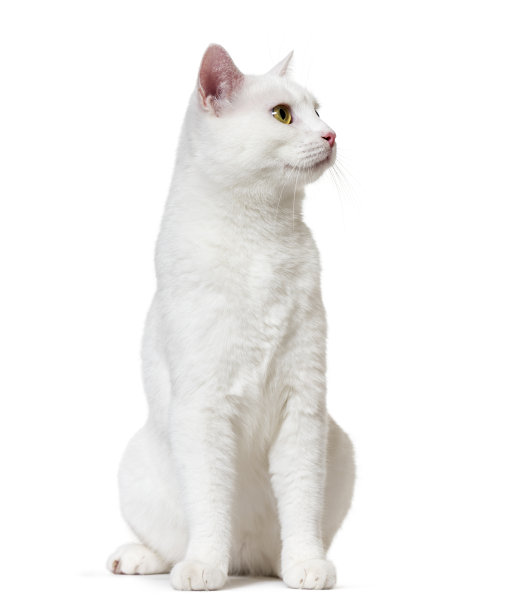 白色混血猫抬头(2岁)，孤立在白色图片下载