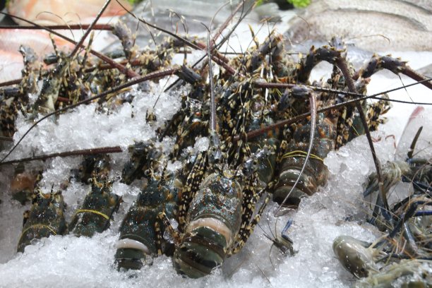 龙虾出售图片下载