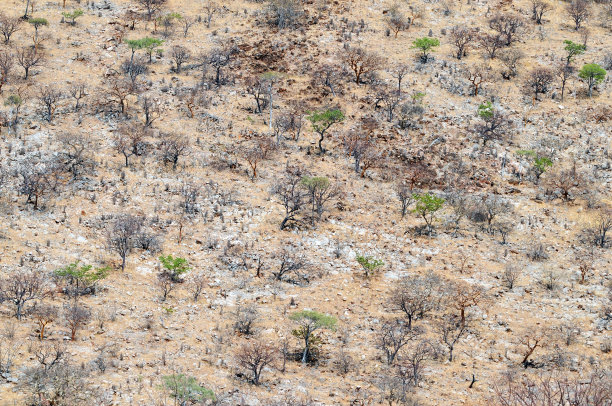 植被在达马拉兰,纳米比亚图片下载