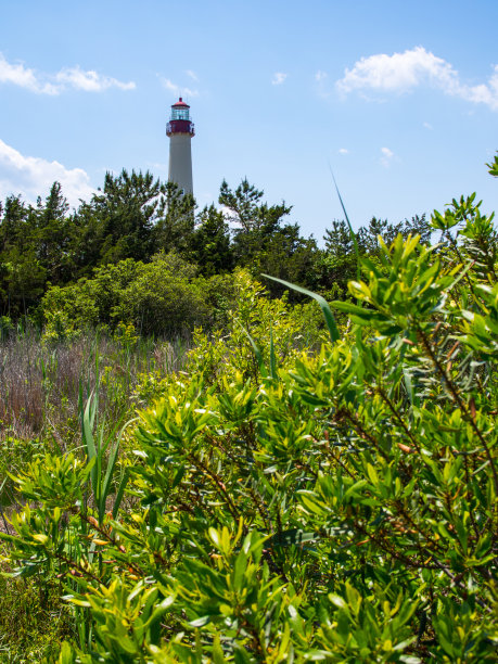 Cape May Lighthouse View，灌木和乔木图片下载