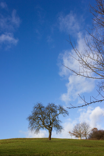 树上的蓝天在十二月来临的晴天图片下载
