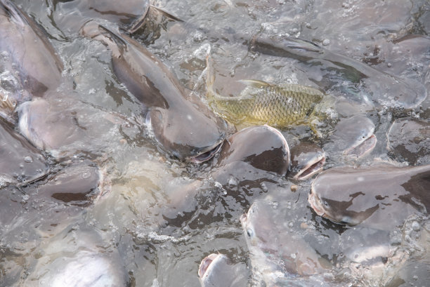 鱼聚集在池塘里图片下载