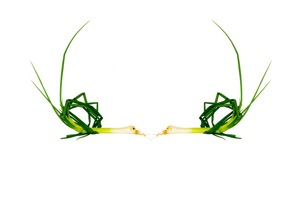 洋葱看起来像天鹅孤立在白色的背景图片下载