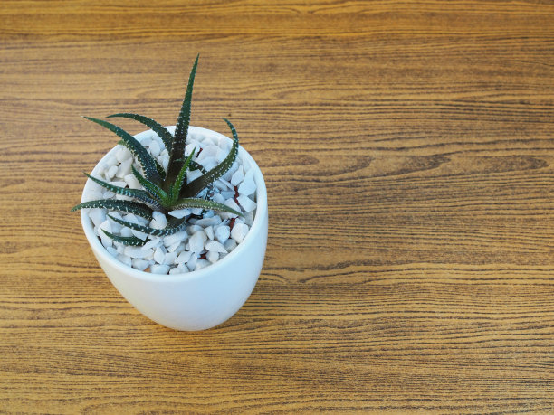 把盆栽放在一个陶瓷盆里，以木作背景图片下载