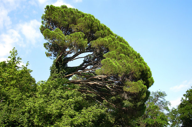 倾斜的树图片下载