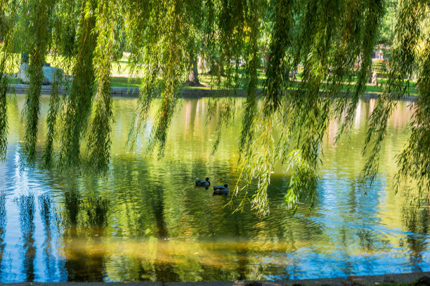 美国波士顿公共花园，素材图片