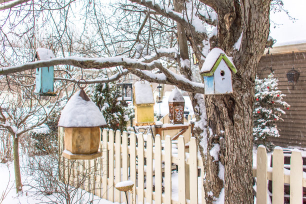 Housebirds与雪图片下载