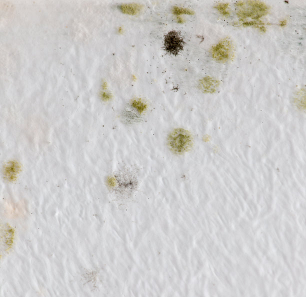 白墙上的霉菌作为背景图片下载