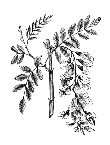 植物学植物古董版画插图:刺槐(刺槐)图片下载