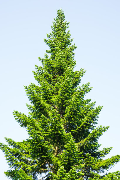 圣诞树。冷杉树图片下载