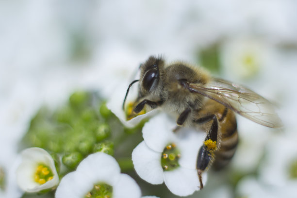 蜜蜂在香雪球花上图片下载