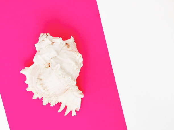 最小的风格。平的。极简时尚照片。波普艺术。一张在明亮背景上的贝壳的彩色简单照片。从上面的观点图片下载