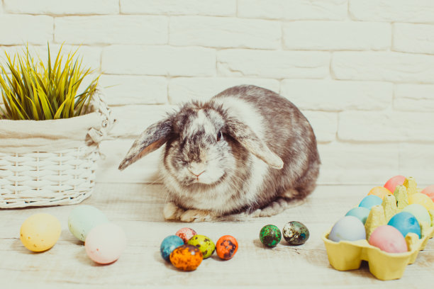 复活节兔子在家图片下载