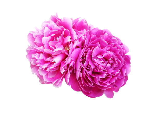 白色背景的牡丹图片下载