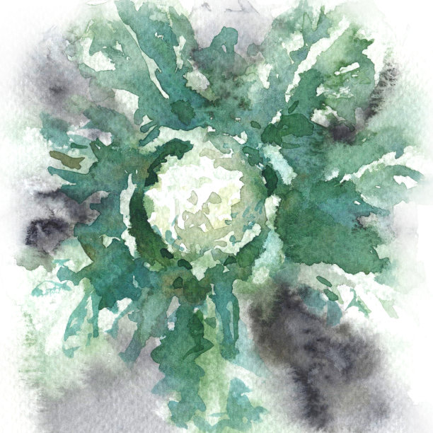 水彩菜花卷心菜图片下载