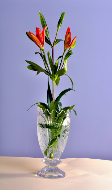 莉莉花图片下载