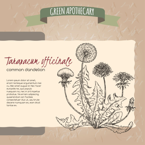 蒲公英又名蒲公英草图。绿色的药剂师集合。图片下载