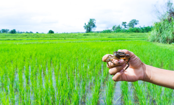 在田野里捕捉Somanniathelphusa图片下载