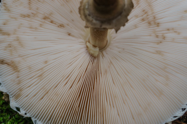 下面微距摄影蘑菇的细节图片下载