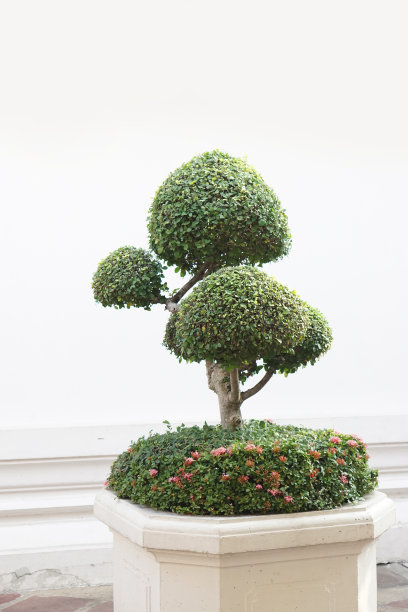 绿色小园林树种图片下载