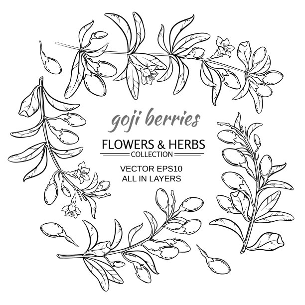 枸杞莓向量集图片下载