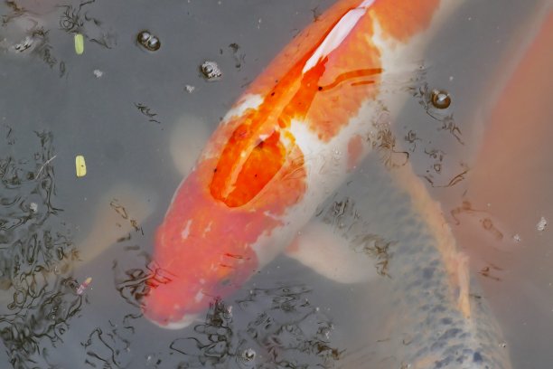 泡泡池塘里的金鱼图片下载