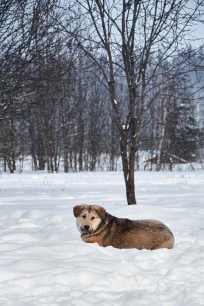 狗坐在雪地里。图片下载