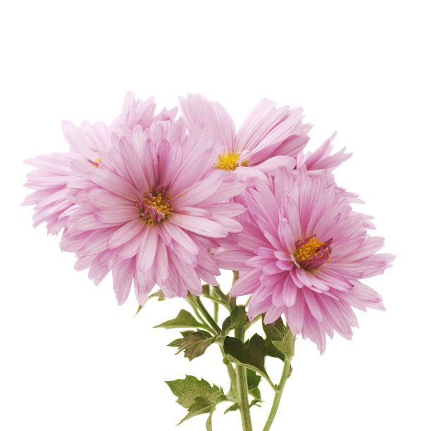 粉红色的菊花图片下载