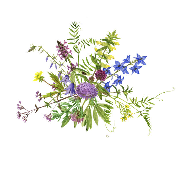 水彩画花草图片下载