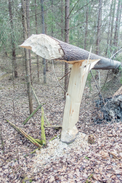 海狸在树上咬痕图片下载