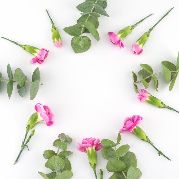 幼小的桉树叶子和粉红色的康乃馨花与复制空间图片下载