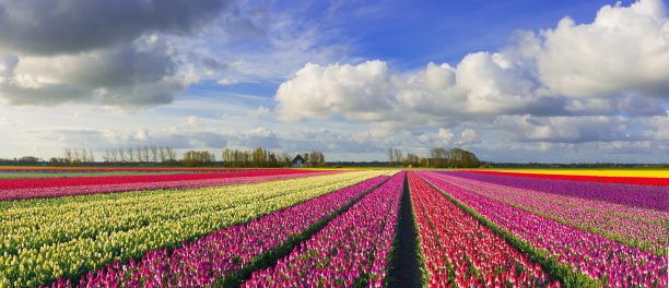 荷兰的春天图片下载