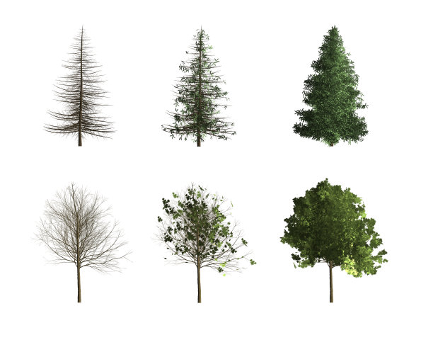 树的白色背景图片下载