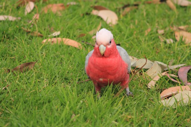 澳大利亚鸟类图片下载