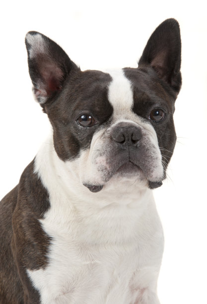 波士顿梗狗的肖像图片下载