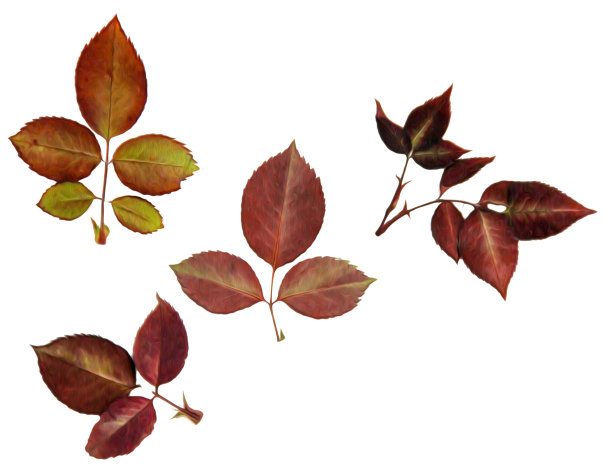 油画插图设置干压分散深色玫瑰叶，孤立与阴影。照片处理图片下载