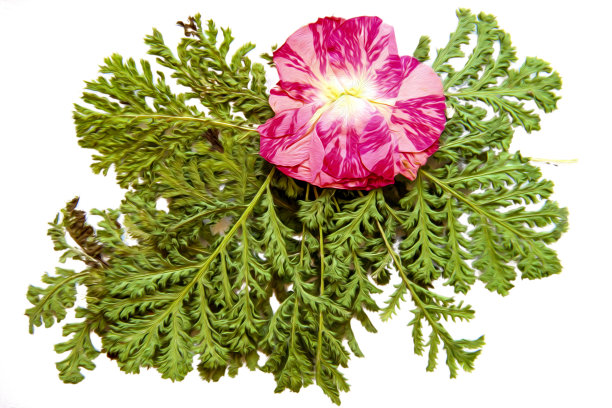 油画插图设置干压条纹粉红玫瑰花和花瓣躺在分散的绿色蕨叶，白色孤立与阴影。照片处理，数码绘画图片下载