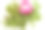 油画插图设置干压条纹粉红玫瑰花和花瓣躺在分散的绿色蕨叶，白色孤立与阴影。照片处理，数码绘画图片下载