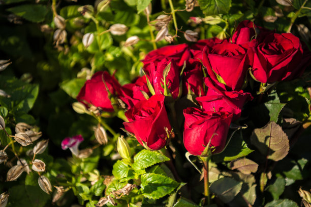 玫瑰在自然。情人节概念和爱情概念的背景。图片下载