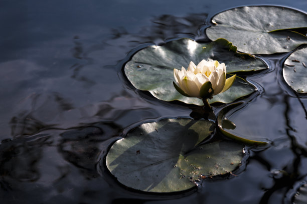 睡莲的肖像图片下载