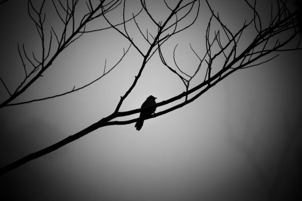 一棵干树的树枝，一只鸟孤立地坐在白色的背景上图片下载