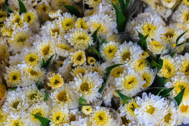 美丽的黄白色菊花作为背景图片和壁纸。黄色和白色的菊花在泰国曼谷的花卉市场出售。图片下载