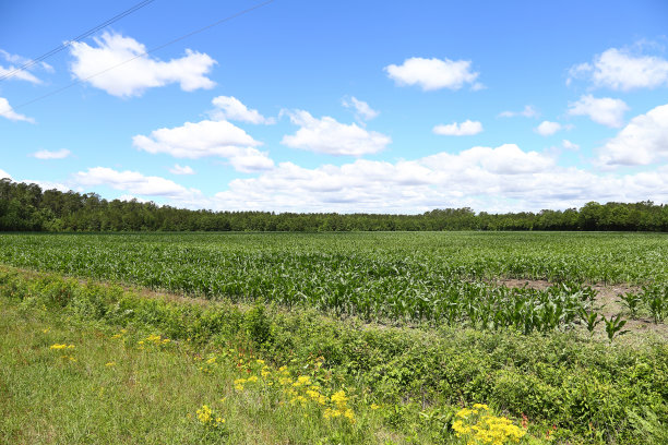 路边的玉米田图片下载