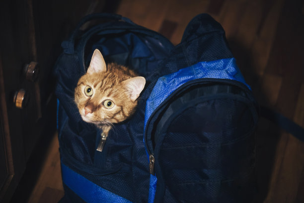 姜的猫图片下载