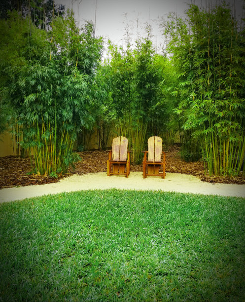 在佛罗里达州坦帕市外发现的阿迪朗达克椅子图片下载