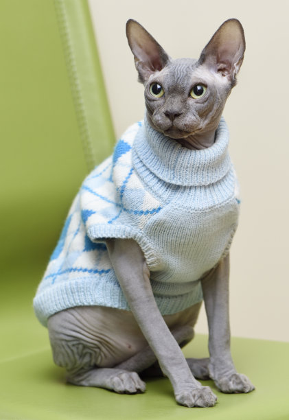 Sphynx猫图片下载