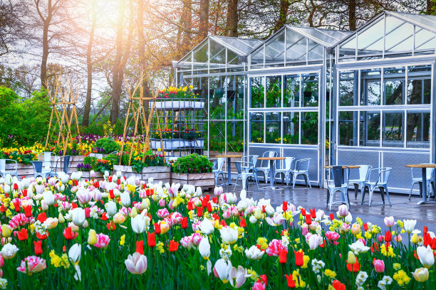 荷兰库肯霍夫花园中五颜六色的新鲜郁金香和春天的花朵图片下载