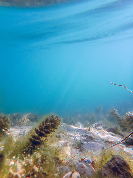 水下淡水植物河流，湖泊，池塘。图片下载